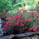 3 Starter Plant - Red Drift Groundcover Rose - Beautiful Home Plant Garden #nlng2