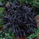 1 Starter Plant - Black Mondo Grass - Beautiful Home Plant Garden #nlng2