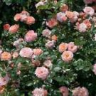 3 Starter Plant - Apricot Drift Groundcover Rose - Beautiful Home Plant Garden #nlng2
