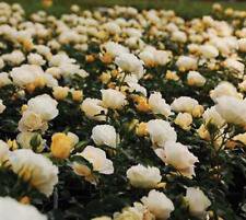 3 Starter Plant - Popcorn Drift Groundcover Rose - Beautiful Home Plant Garden #nlng2