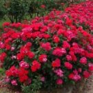 3 Starter Plant - Red Double Knock Out Rose - Beautiful Home Plant Garden #nlng2
