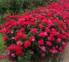 3 Starter Plant - Red Double Knock Out Rose - Beautiful Home Plant Garden #nlng2