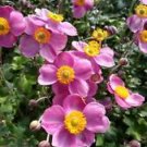3 Starter Plant - Pink Cloud Anemone - Beautiful Home Plant Garden #nlng2