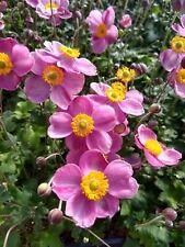 3 Starter Plant - Pink Cloud Anemone - Beautiful Home Plant Garden #nlng2