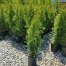 1 Live Plant - Emerald Green Arborvitae Tree ( Thuja ) - Beautiful Home Plant Garden #nlng2