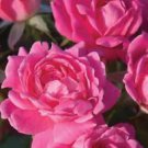 3 Starter Plant - Pink Double Knockout Rose - Beautiful Home Plant Garden #nlng2