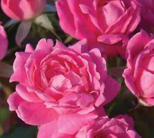 3 Starter Plant - Pink Double Knockout Rose - Beautiful Home Plant Garden #nlng2