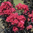 1 Live Plant - Indulgence Raspberry Gelato Crape Myrtle - Beautiful Home Plant Garden #nlng2