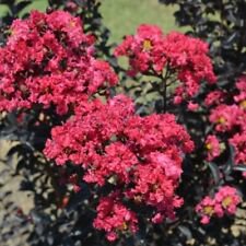 1 Live Plant - Indulgence Raspberry Gelato Crape Myrtle - Beautiful Home Plant Garden #nlng2