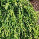 1 Live Plant - Unraveled Weeping Boxwood - Beautiful Home Plant Garden #nlng2