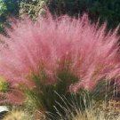 3 Starter Plant - Pink Muhly Grass - Beautiful Home Plant Garden #nlng2