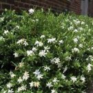 1 Live Plant - Frost Proof Gardenia ( cape jasmine ) - Beautiful Home Plant Garden #nlng2