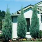 1 Starter Plant - Sky Rocket Blue Juniper Tree - Beautiful Home Plant Garden #nlng2