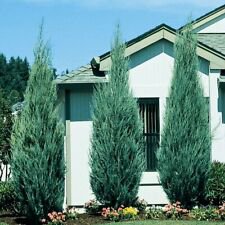 1 Starter Plant - Sky Rocket Blue Juniper Tree - Beautiful Home Plant Garden #nlng2