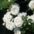 3 Starter Plant - White Drift Groundcover Rose - Beautiful Home Plant Garden #nlng2