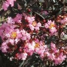 1 Live Plant - Indulgence Strawberry Gelato Crape Myrtle - Beautiful Home Plant Garden #nlng2