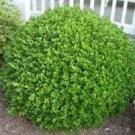 1 Live Plant - Wintergreen Korean Boxwood - Beautiful Home Plant Garden #nlng2