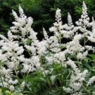 1 Starter Plant - Bridal Veil White Astilbe - Beautiful Home Plant Garden #nlng2