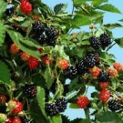 1 Live Plant - Ouachita Thornless Blackberry ( rubus ) - Beautiful Home Plant Garden #nlng2