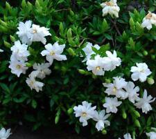 3 Starter Plant - Radicans Dwarf Creeping Gardenia - Beautiful Home Plant Garden #nlng2