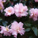 1 Live Plant - Pink Snow Camellia Sasanqua - Beautiful Home Plant Garden #nlng2