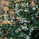 1 Live Plant - Fragrant Princess Dwarf Tea Olive ( osmanthus ) - Beautiful Home Plant Garden #nlng2