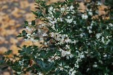 1 Live Plant - Fragrant Princess Dwarf Tea Olive ( osmanthus ) - Beautiful Home Plant Garden #nlng2