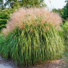 3 Starter Plant - Gracillimus Maiden Grass miscanthus - Beautiful Home Plant Garden #nlng2
