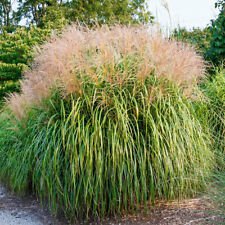 3 Starter Plant - Gracillimus Maiden Grass miscanthus - Beautiful Home Plant Garden #nlng2