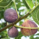 3 Starter Plant - Brown Turkey Fig ( ficus carica ) - Beautiful Home Plant Garden #nlng2