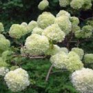 1 Live Plant - Chinese Snowball bush ( viburnum ) - Beautiful Home Plant Garden #nlng2