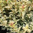 1 Live Plant - Goshiki Variegated Tea Olive (osmanthus) - Beautiful Home Plant Garden #nlng2
