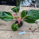 1 Live Plant - Aglaonema or Chinese Evergreen Sapphire - Beautiful Home Plant Garden #smfm3