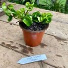 1 Live Plant - Hoya Hindu Rope Green - Beautiful Home Plant Garden #smfm3