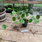 1 Live Plant - Hoya Australis Wax Vine Honey Plant - Beautiful Home Plant Garden #smfm3