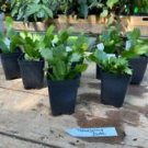 1 Live Plant - Thanksgiving Cactus or Schlumberbera Truncata - Beautiful Home Plant Garden #smfm3