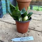 1 Live Plant - Snake Plant or Sansevieria - Beautiful Home Plant Garden #smfm3