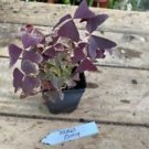 1 Live Plant - Oxalis or Purple Shamrock Ebony - Beautiful Home Plant Garden #smfm3