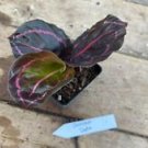 1 Live Plant - Calathea Dottie - Beautiful Home Plant Garden #smfm3