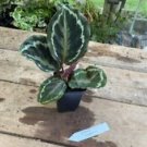 1 Live Plant - Calathea Medallion - Beautiful Home Plant Garden #smfm3