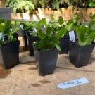 1 Live Plant - Thanksgiving Cactus or Schlumberbera Truncata - Beautiful Home Plant Garden #smfm3