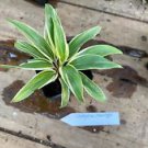 1 Live Plant - Cordyline Moonlight - Beautiful Home Plant Garden #smfm3