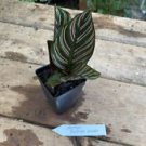 1 Live Plant - Calathea Pinstripe Ornata - Beautiful Home Plant Garden #smfm3