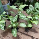 1 Live Plant - Syngonium or Arrowhead Plant Randy - Beautiful Home Plant Garden #smfm3