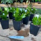 1 Live Plant - Thanksgiving Cactus or Schlumberbera Truncata - Beautiful Home Plant Garden #smfm3