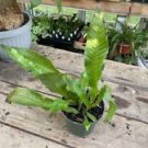 1 Live Plant - Fern Birds Nest Fern Crocodile - Beautiful Home Plant Garden #smfm3