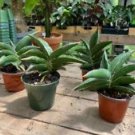 1 Live Plant - Snake Plant or Sansevieria Dwarf Samurai - Beautiful Home Plant Garden #smfm3