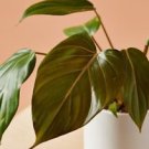1 Live Plant - Philodendron Summer Glory Hybrid Gloriosum X Mccolleys - Home Plant Garden #smfm3