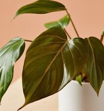1 Live Plant - Philodendron Summer Glory Hybrid Gloriosum X Mccolleys - Home Plant Garden #smfm3