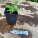 1 Live Plant - Barbados Cherry or Malpighia Aerola - Home Plant Garden #smfm3